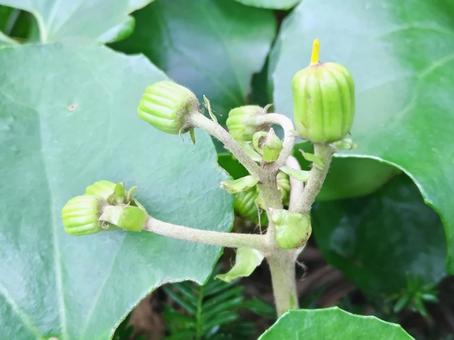 そろそろ黄色い花を咲かせますの写真