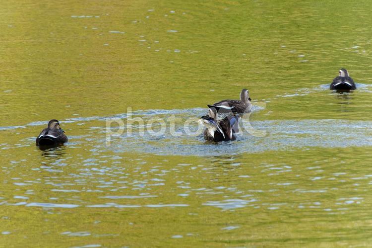 水面を泳ぐカルガモの群れ カルガモ,水鳥,湖の写真素材