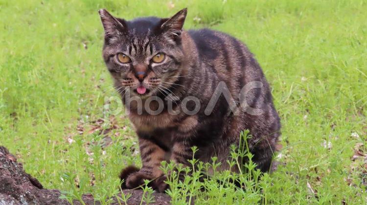 あざとい事を知っているモフモフで可愛い猫 猫,キジトラ,舌の写真素材