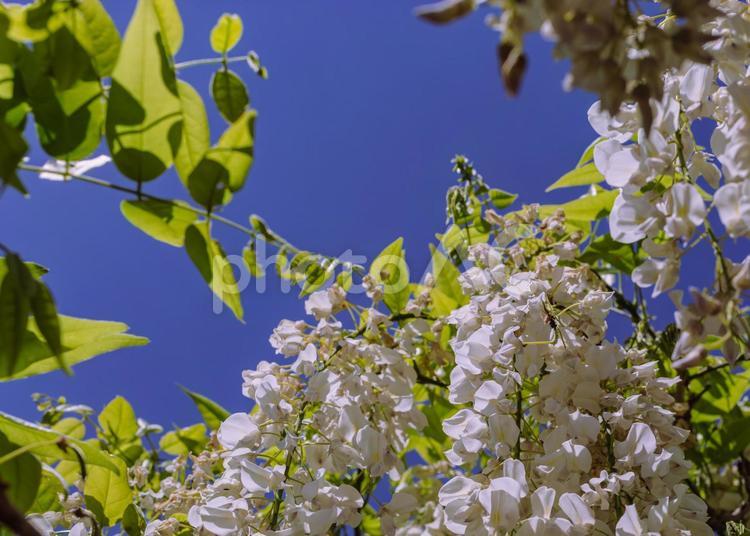 骨波田の藤棚の藤の花22 骨波田の藤,長泉寺,藤棚の写真素材