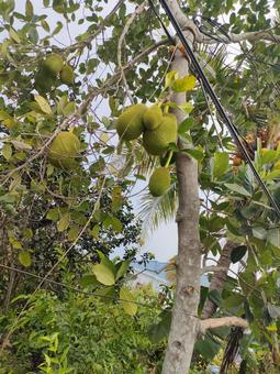 ジャックフルーツ（パラミツ） ジャックフルーツ,パラミツ,ベトナムの写真素材
