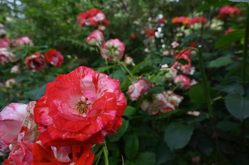 赤い薔薇 赤い薔薇の写真