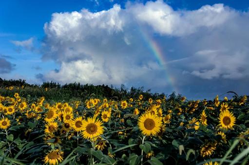 ＜五島の風景＞虹が出た空と夏のひまわり畑 ひまわり,虹,青空の写真素材