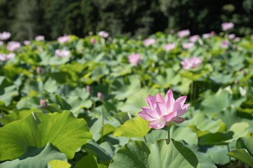 蓮の花 蓮の花の写真