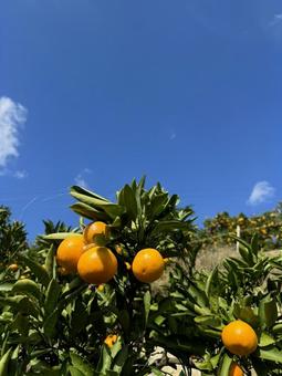 みかんと秋の空 木,イメージ,和歌山の写真素材