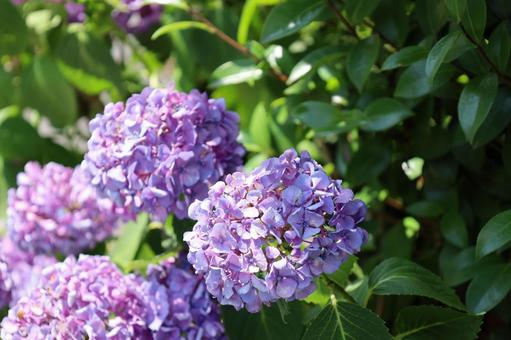 紫陽花3 紫陽花3の写真