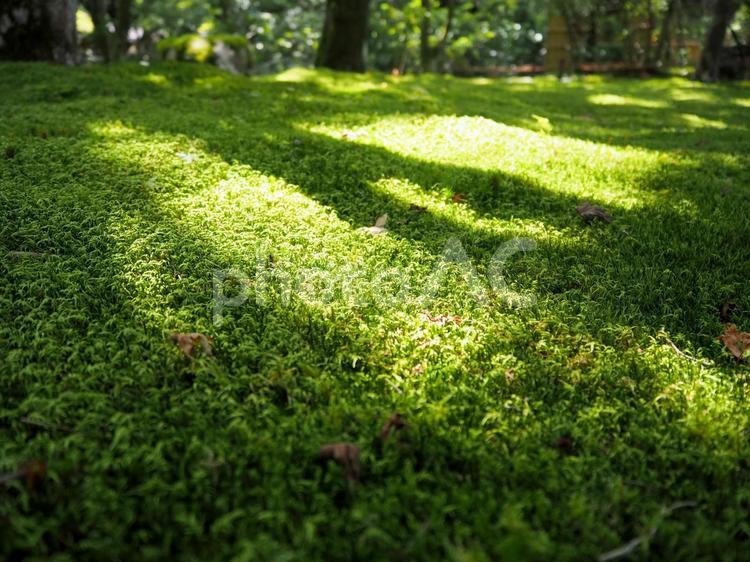 日本庭園　苔の絨毯 苔,植物,自然の写真素材