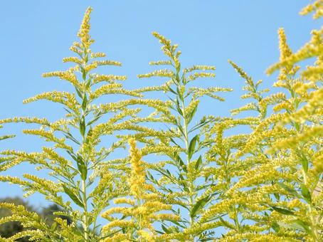 【花の写真】セイタカアワダチソウの写真