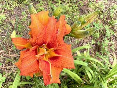 ヤブカンゾウの花 02 ヤブカンゾウの花 02の写真