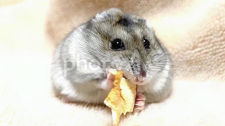 林檎を両手で食べるハムスター ジャンガリアンハムスター,ハムスター,林檎の写真素材
