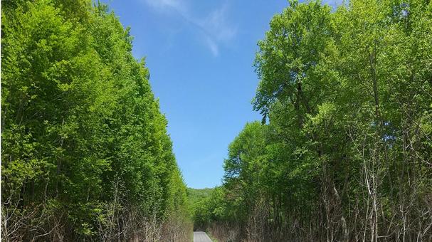 夏の青空と美しい森林に静かな風景を感じる 夏の青空と美しい森林に静かな風景を感じる 空,風景,自然の写真素材