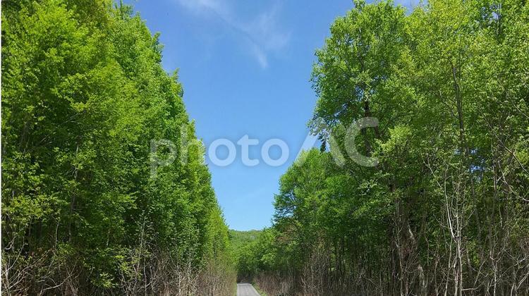 夏の青空と美しい森林に静かな風景を感じる 空,風景,自然の写真素材