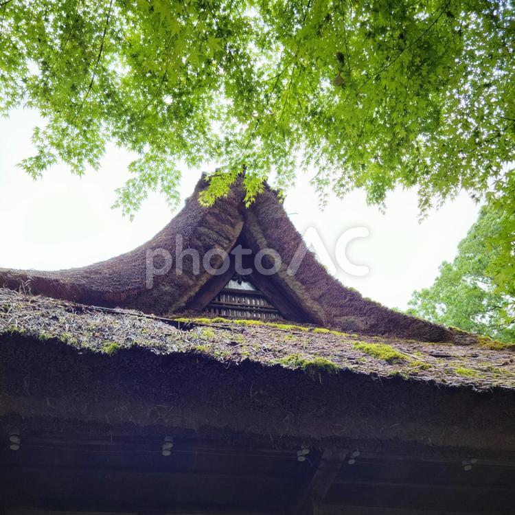 藁葺き屋根と新緑 藁葺き屋根,もみじ,モミジの写真素材