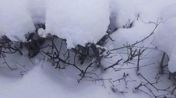 雪 雪の写真