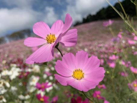 コスモス コスモス コスモス,秋桜,ピンクのコスモスの写真素材