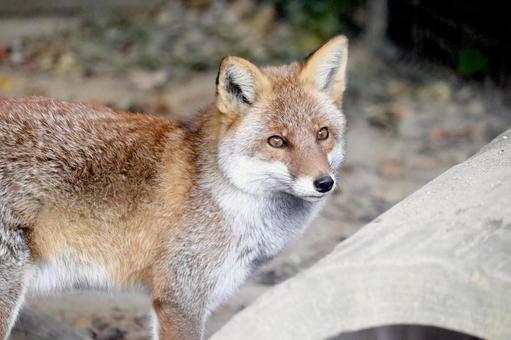 ホンドギツネ キツネ,ホンドギツネ,動物の写真素材