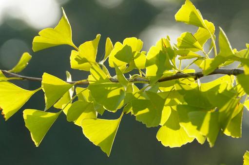 イチョウの葉 イチョウ,葉,黄葉の写真素材