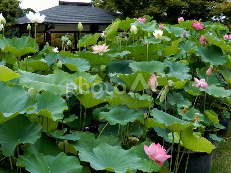 三室戸寺　蓮の花 三室戸寺,西国三十三所観音霊場第十番札所,寺の写真素材