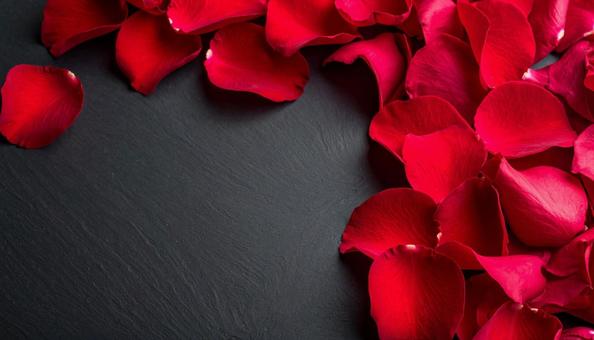 黒い背景に置かれた薔薇の花びら 黒い背景に置かれた薔薇の花びらの写真