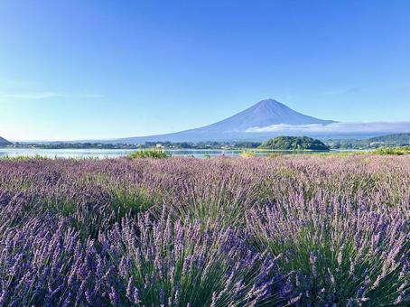 光を浴び始めるラベンダーと富士山 光を浴び始めるラベンダーと富士山 富士山,河口湖,ラベンダーの写真素材