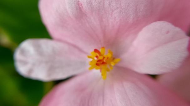 四季咲きベゴニアの花 四季咲きベゴニアの花の写真