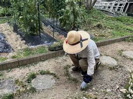 庭の草取り 庭の草取り 草取り,麦わら帽子,庭の写真素材