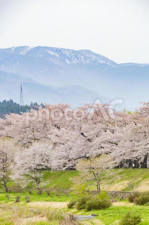 桧木内川堤の桜並木。日本、秋田 桜,ソメイヨシノ,桜並木の写真素材