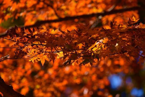 紅葉 紅葉の写真