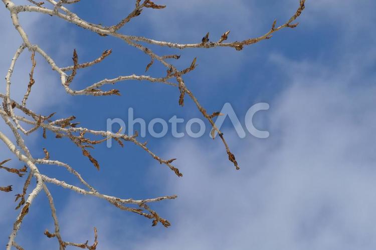 青空と小枝 青空,小枝,冬の写真素材