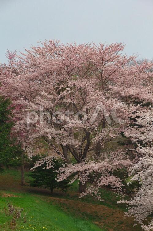 桜咲く風景 サクラ,満開,ピンクの写真素材