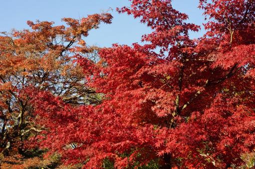 紅葉 もみじ 紅葉 もみじの写真