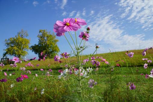 コスモス コスモス,秋,晴天の写真素材