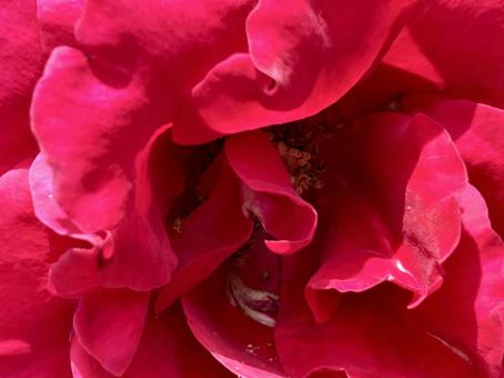 バラのズーム バラのズーム バラ,花,赤い薔薇の写真素材
