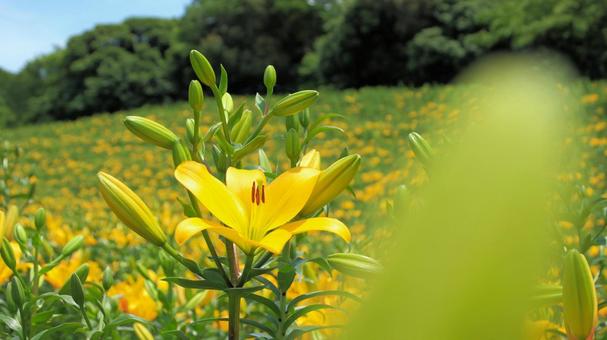 2025年初夏 可睡ゆりの園 2025年初夏 可睡ゆりの園 百合,可睡ゆり園,花の写真素材