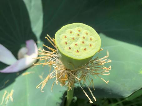 蓮の落花後の花托 種 蓮の落花後の花托 種の写真