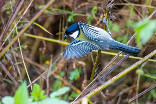 シジュウカラ(133)の写真
