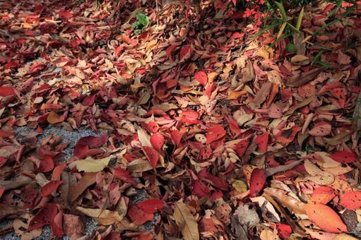 落ち葉 紅葉 落ち葉 紅葉の写真