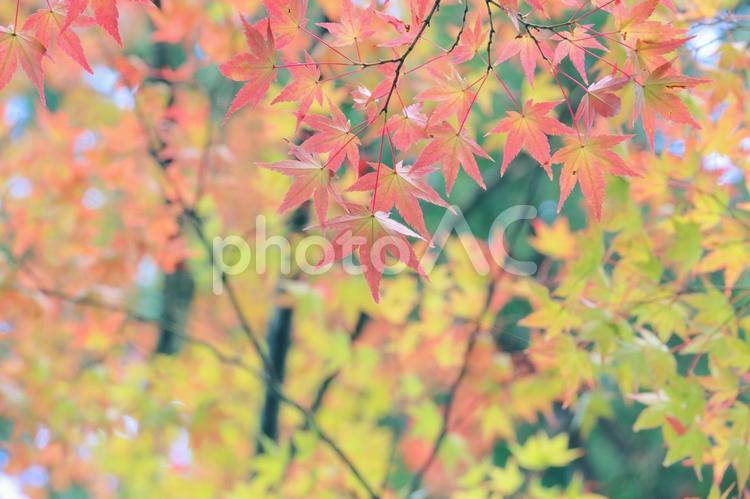 もみじ　秋の風景 秋,もみじ,秋の風景の写真素材