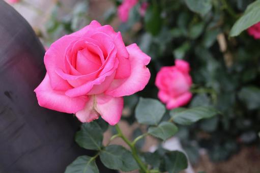 バラ園でピンクの薔薇を撮りました バラ園でピンクの薔薇を撮りました 花,薔薇,自然の写真素材
