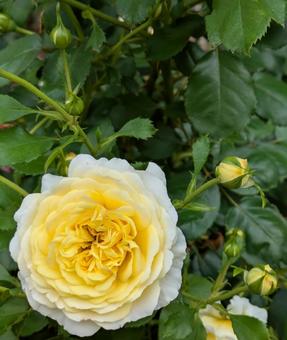 Rose Rose, JPG Rose Rose, JPG