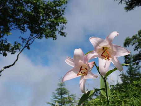 山野草・ササユリ(経ヶ岳) 山野草・ササユリ(経ヶ岳) ササユリ,花,植物の写真素材