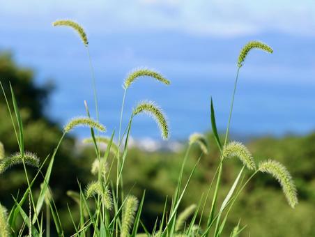 猫じゃらしの写真