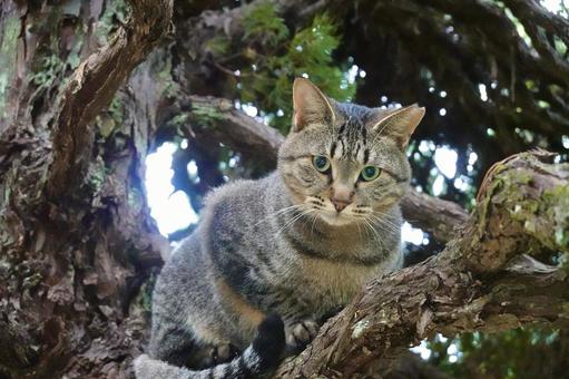 木の上でたたずむ猫 ネコ,保護猫,猫の写真素材