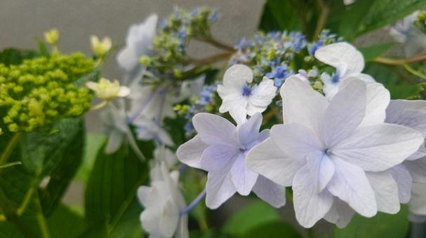 優しい彩りの紫陽花 優しい彩りの紫陽花の写真