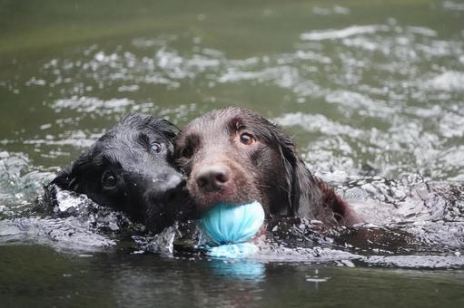 It's MINE!! It's MINE!! 犬,大型犬,レトリーバーの写真素材