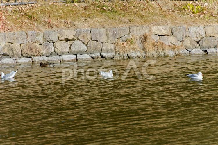 岸辺を漂うユリカモメと冬の水辺 ユリカモメ,鳥,野鳥の写真素材