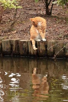 公園で暮らす猫 公園で暮らす猫の写真