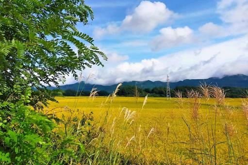 2025年9月の里山23 田んぼ,水田,稲の写真素材