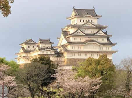 Photo, জামজাতীয় গাছবিশেষ, himeji কাসল, খালি, 