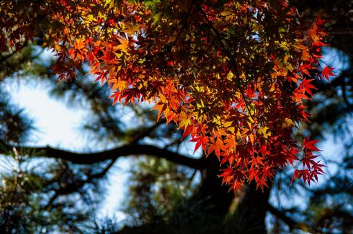 秋のもみじ 秋のもみじの写真